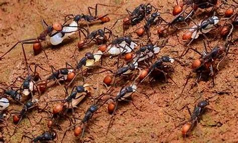 螞蟻成群